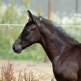 Hingsteføl. Uno Don Diego/Solos Landtinus/Lebensmann