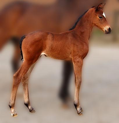 Hoppeføl. Afstamning Uno Don Diego/Michellino