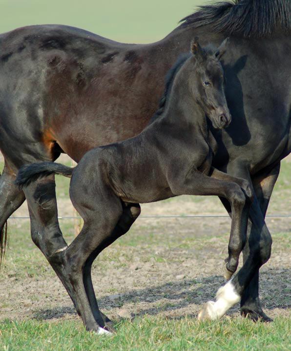 Hoppeføl. Uno Don Diego/BH Soprano/Pablo