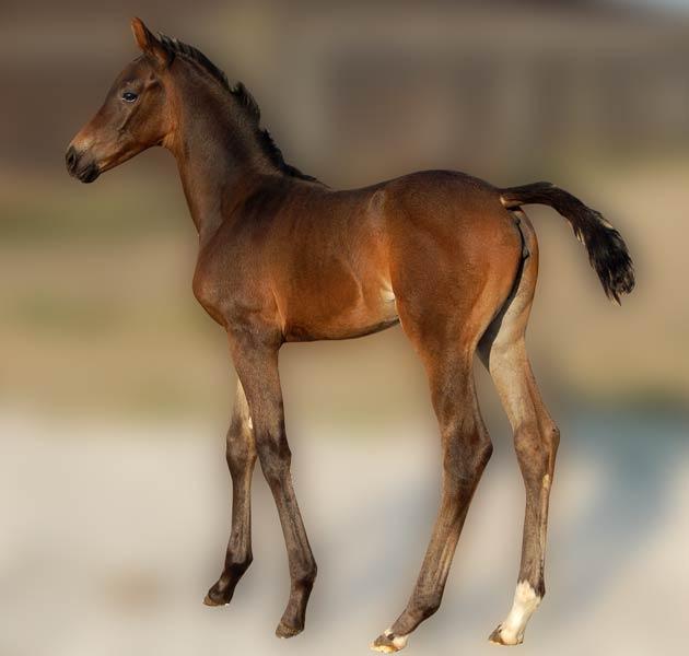 Hoppeføl. Afstamning Uno Don Diego/Cannon Row