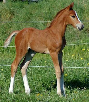 Hingsteføl. Afstamning Uno Don Diego/Pablo/Eldorado