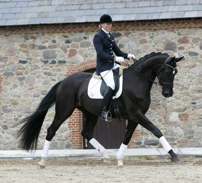 Uno Donna Unique. Helsøster. Årets hoppe 2007!