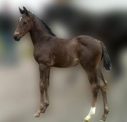 Hoppeføl. Afstamning Uno Don Diego/Harvard/Dressman