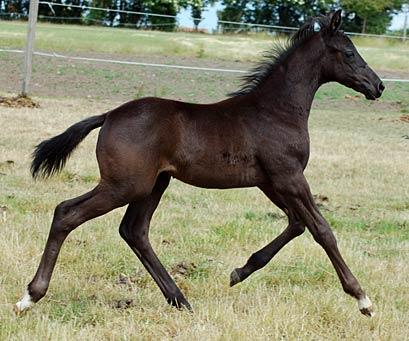 Hingsteføl. Uno Don Diego/Solos Landtinus/Lebensmann