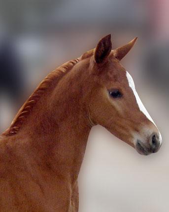 Hoppeføl. Afstamning Uno Don Diego/Laudini/Quiltet xx