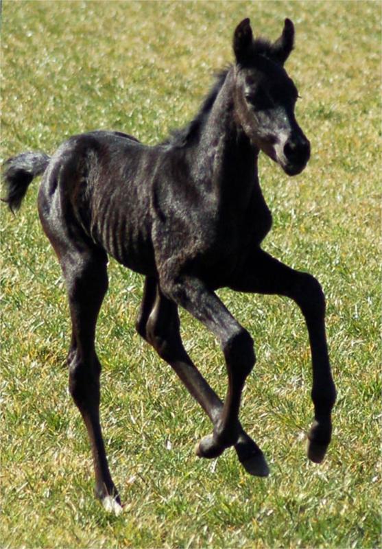 Hoppeføl. Uno Don Diego/BH Soprano/Pablo