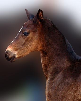 Hingsteføl. Afstamning Uno Don Diego/Racot