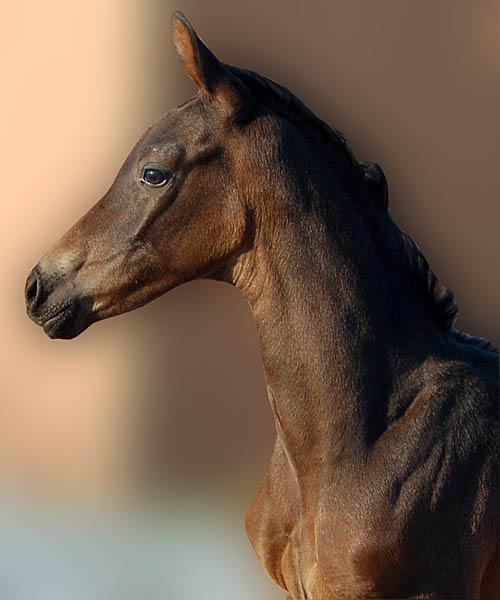 Hoppeføl. Afstamning Uno Don Diego/Cannon Row