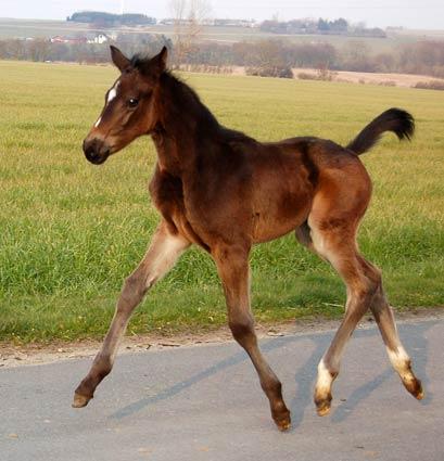 Hingsteføl. Afstamning Uno Don Diego/Racot