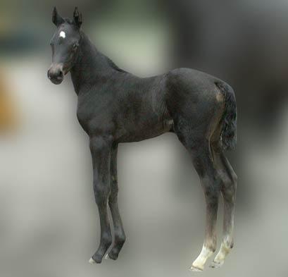 Hoppeføl. Afstamning Uno Don Diego/Glorieux/Grafenburg