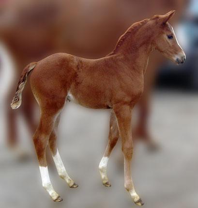 Hoppeføl. Afstamning Uno Don Diego/Laudini/Quiltet xx