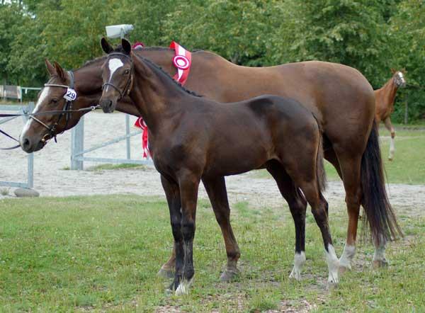 Prinz K3 var far til bedste dressurbetonede hoppeføl v. følskuet i region 5 i 2008.