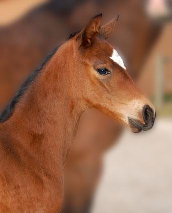 Hoppeføl. Afstamning Uno Don Diego/Michellino