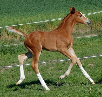 Hingsteføl. Afstamning Uno Don Diego/Pablo/Eldorado