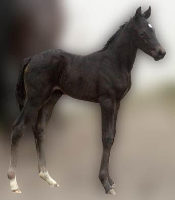 Hoppeføl. Afstamning Uno Don Diego/Glorieux/Grafenburg