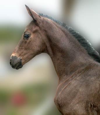 Hoppeføl. Afstamning Uno Don Diego/Harvard/Dressman